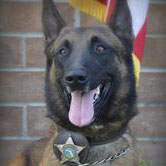 Levy-County-K-9-Unit