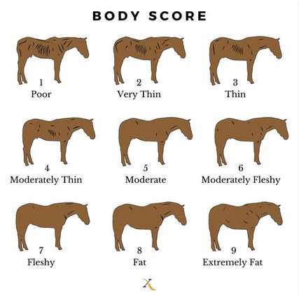 body score